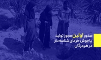 صدور اولین مجوز تولید پاجوش خرمای شناسه دار در هرمزگان