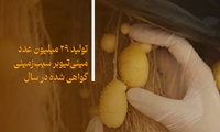 تولید ۲۹ میلیون عدد مینی‌تیوبر سیب‌زمینی گواهی شده در سال/ ظرفیت صادراتی فراهم است