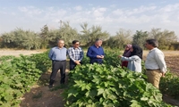 بازدید مجری طرح پنبه از پروژه‌های ارزیابی تمایز، یکنواختی و پایداری ارقام جدید پنبه