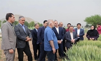 پیش‌بینی تولید ۱۴ میلیون تن گندم در کشور؛ تأکید وزارت جهاد کشاورزی بر پایداری امنیت غذایی