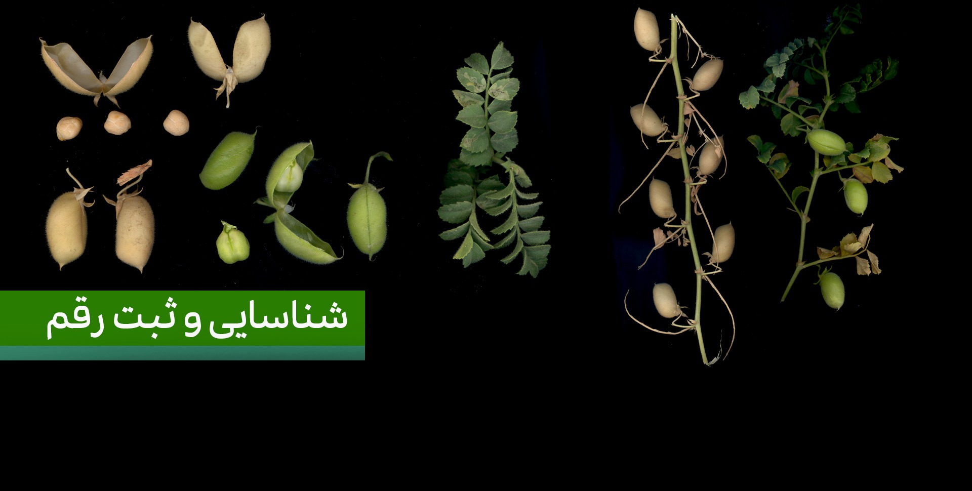 شناسایی و ثبت