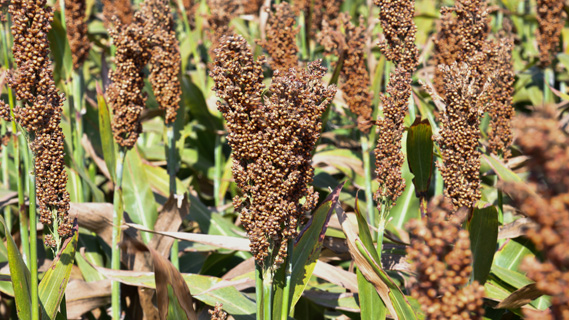 مزارع بذری سورگوم